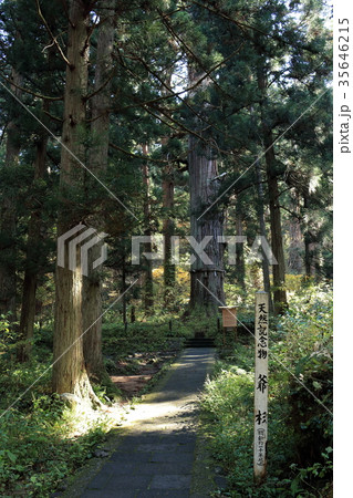 羽黒山　爺杉 35646215