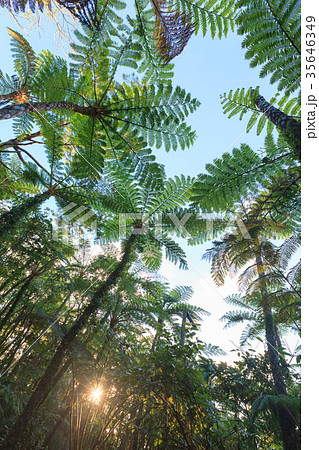 シダ植物 ヒカゲヘゴ 沖縄 シダ植物 ヒカゲヘゴ 沖縄 35646349