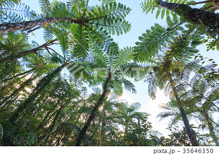 シダ植物 ヒカゲヘゴ 沖縄の写真素材