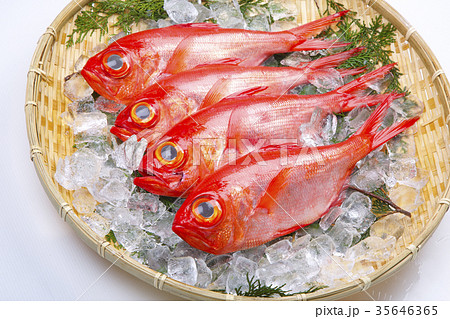 金目鯛　食材 35646365
