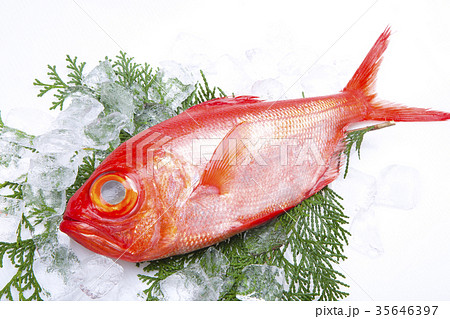 金目鯛　食材 35646397