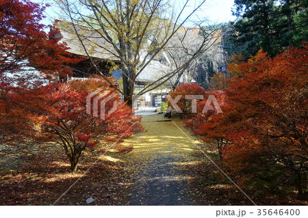 紅葉の小径 霊松寺 紅葉の小径 霊松寺 35646400