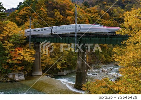 紅葉の中を走る秋田新幹線 E6系 35646429