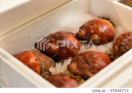 ホヤ ホヤ 35646714