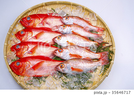 のどぐろとキンメダイ 食材 のどぐろとキンメダイ 食材 35646717