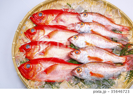 のどぐろとキンメダイ 食材 のどぐろとキンメダイ 食材 35646723