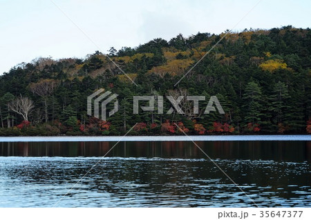 白駒の池(しらこまのいけ)八千穂高原 白駒の池(しらこまのいけ)八千穂高原 35647377