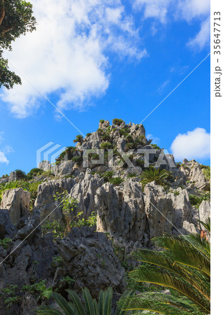 御願ガジュマル ヤンバル 御願ガジュマル ヤンバル 35647713