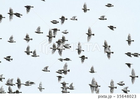 ムクドリの群れ ムクドリの群れ 35648023