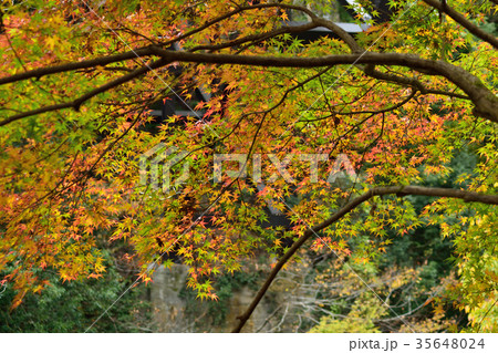 11月の奥多摩 色づき始めの葉 11月の奥多摩 色づき始めの葉 35648024