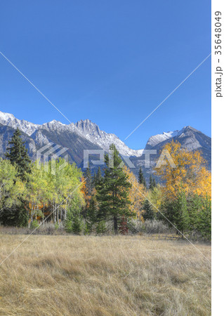 Vertical Rocky Mountain view with yellow aspens Vertical Rocky Mountain view with yellow aspens 35648049