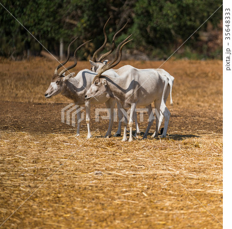 animal antelope addax 35648333