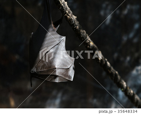 flying foxes in the wild 35648334