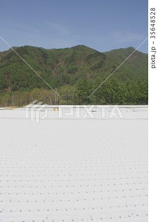 高原レタスの一大産地、長野県川上村の春のレタス畑 高原レタスの一大産地、長野県川上村の春のレタス畑 35648528