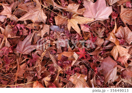 落葉 落葉 35649013