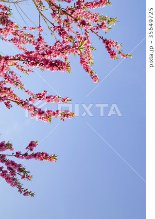 桃の花 35649725