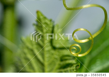 Extremely close up of a plant spiral 35650545