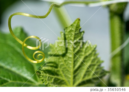Extremely close up of a plant spiral 35650546