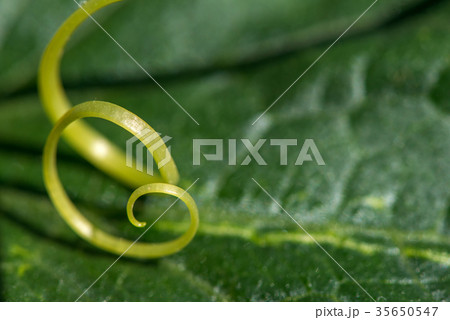 Extremely close up of a plant spiral 35650547