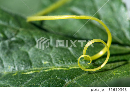 Extremely close up of a plant spiral 35650548