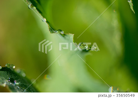 Abstract composition with  dew drops  35650549