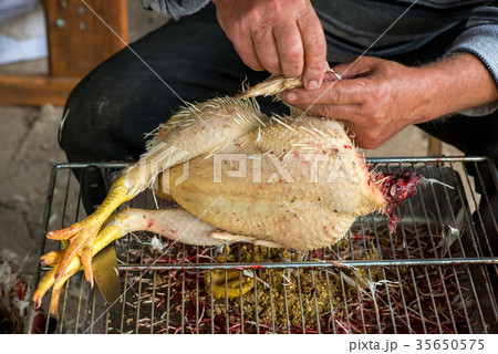 farmer cleans slaughtered chicken for cooking farmer cleans slaughtered chicken for cooking 35650575