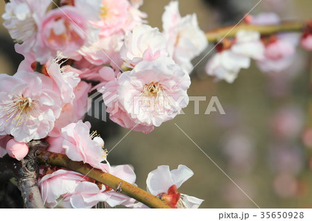 梅の花 35650928