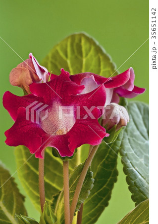 beautiful burgundy flowers gloxinia 35651142