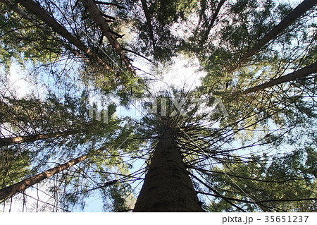 high trees overhead in blue sky 35651237