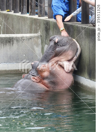 カバとのふれあい カバとのふれあい 35651326