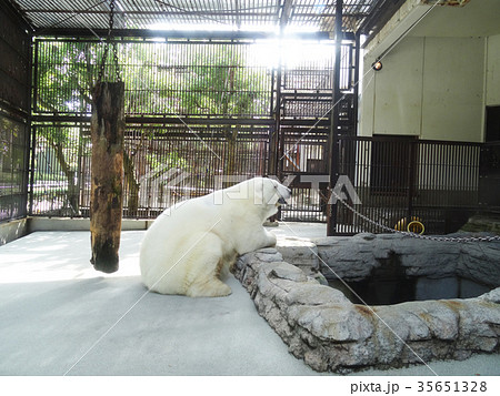 とべ動物園のアイドル、シロクマピース 35651328