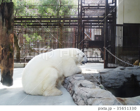 とべ動物園のアイドル、シロクマピース とべ動物園のアイドル、シロクマピース 35651330
