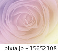 Close up of a beautiful pink rose 35652308