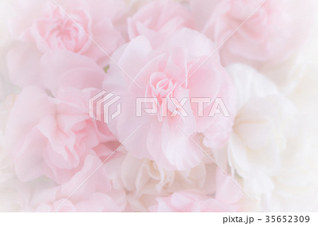 Pink Carnation Flowers Bouquet 35652309