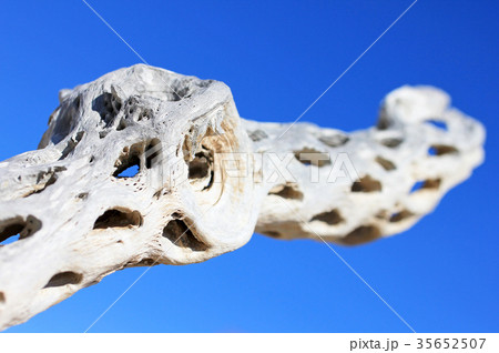 Dry giant cactus detail at the bay of San Ignacio 35652507