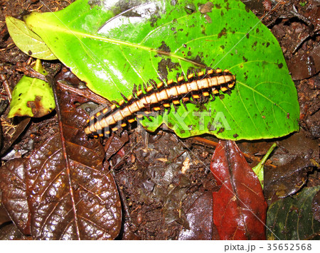 Polydesmid or flat-backed millipede in the 35652568