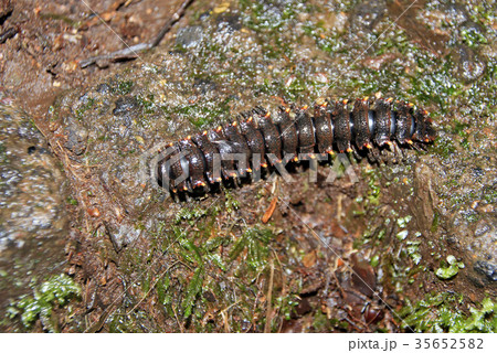 Polydesmid or flat-backed millipede in the 35652582
