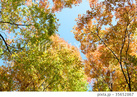 ケヤキの紅葉 35652867