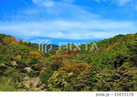 色づき始めた矢倉岳 色づき始めた矢倉岳 35653170