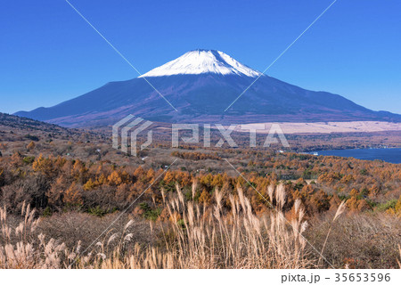 パノラマ台のススキと新雪の富士山の写真素材