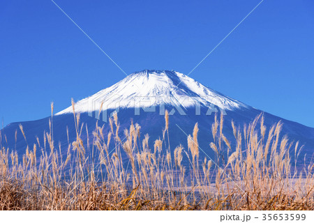 パノラマ台のススキと新雪の富士山 35653599