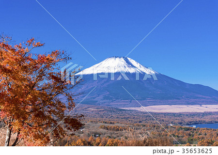 パノラマ台の紅葉と富士山 パノラマ台の紅葉と富士山 35653625