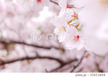 桜 35653669