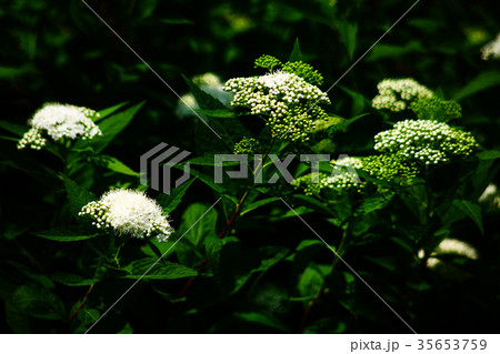 アイズシモツケ　白い花咲く 35653759