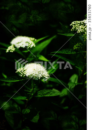 アイズシモツケ　白い花咲く 35653760