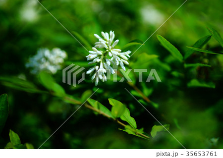 イボタノキ 白い花咲く イボタノキ 白い花咲く 35653761