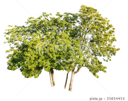 Tree alone or single on isolate white background Tree alone or single on isolate white background 35654453