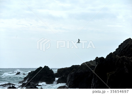 室戸岬の空を飛ぶカモメ 35654697