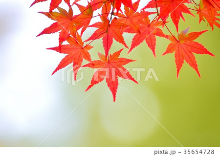 モミジの紅葉 35654728