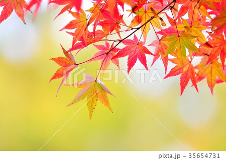 モミジの紅葉 モミジの紅葉 35654731